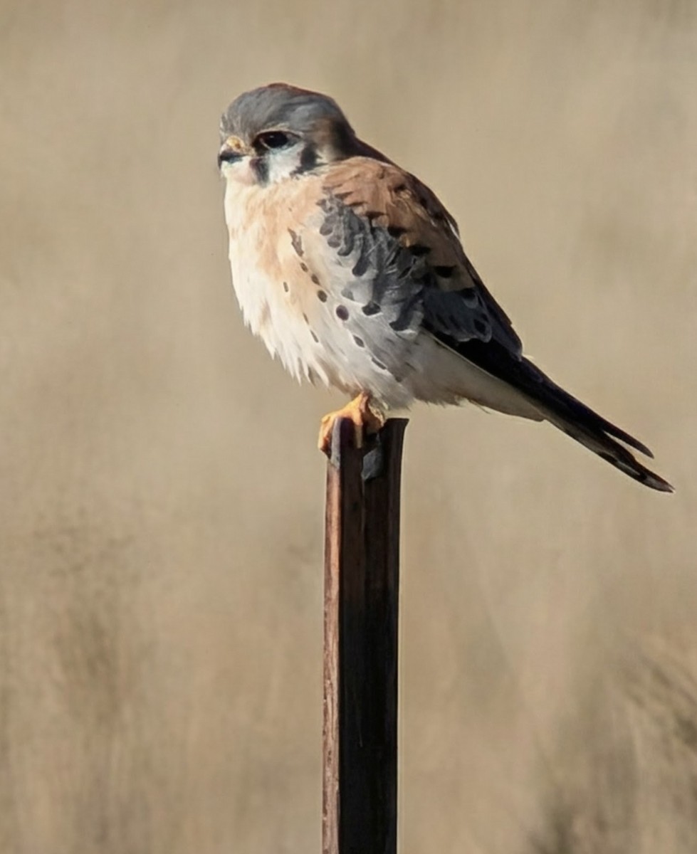 Боривітер американський - ML646660513