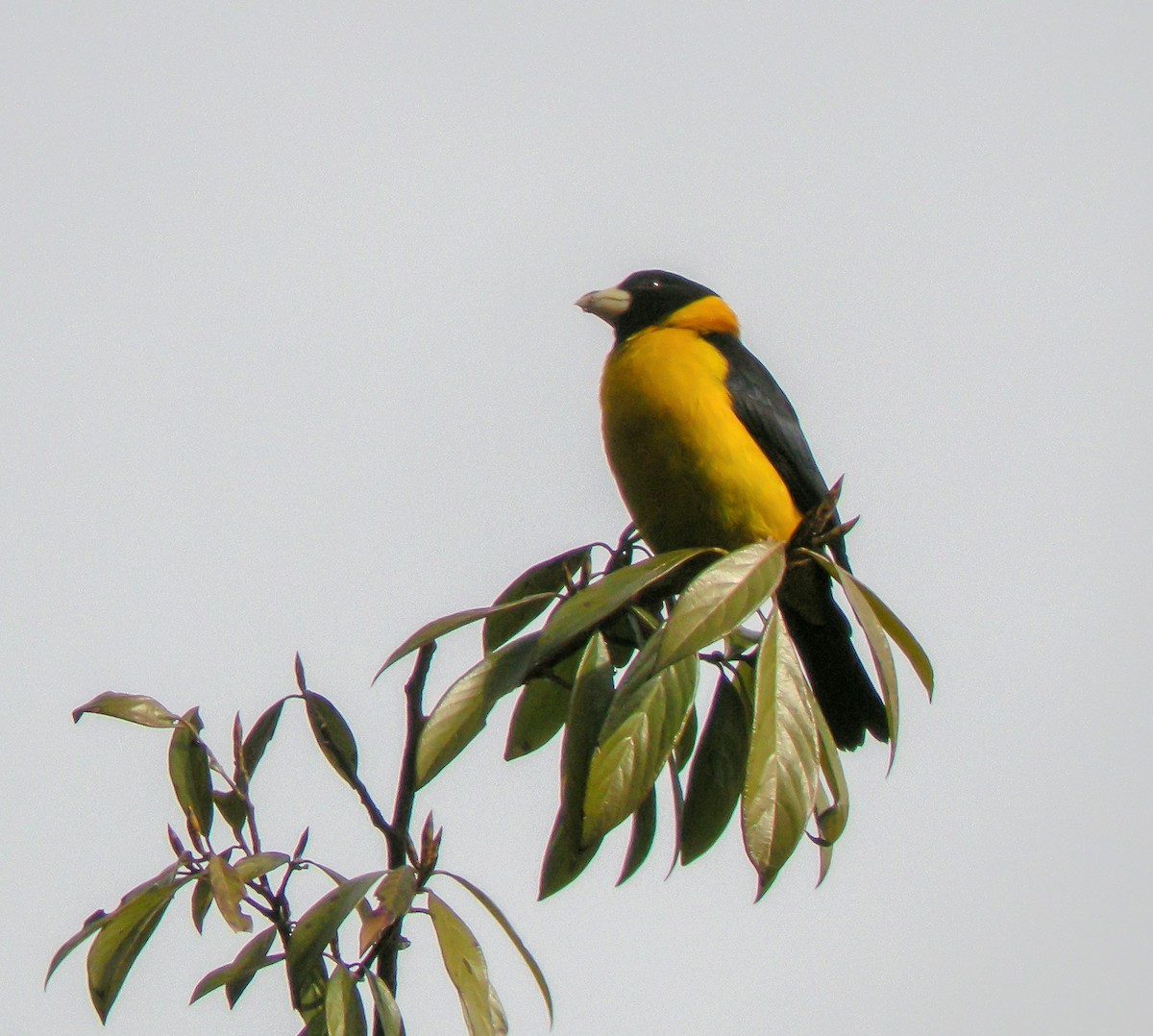 Collared Grosbeak - ML646660514