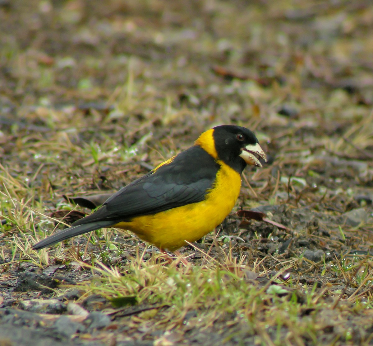 Collared Grosbeak - ML646660515