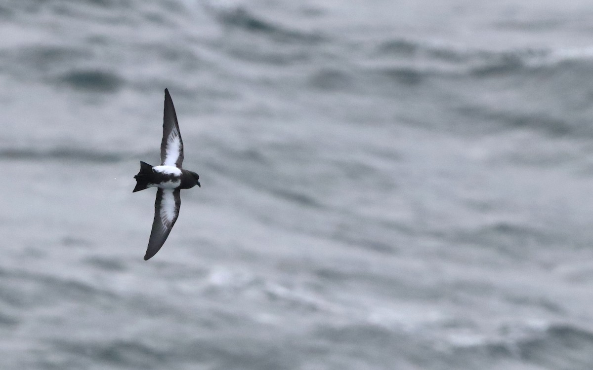 svartbukstormsvale - ML646660518