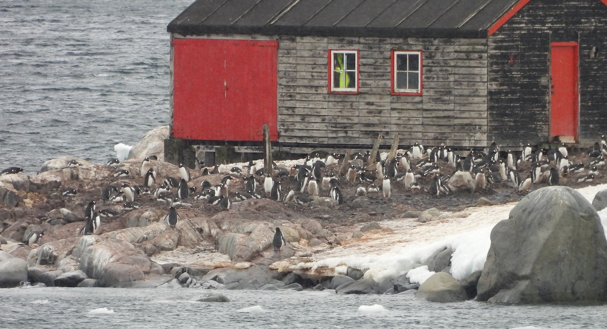 Gentoo Penguin - ML646660521