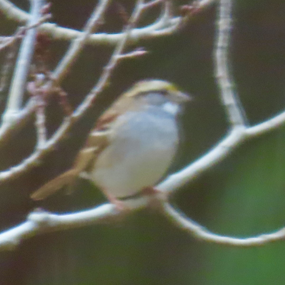 White-throated Sparrow - ML646660522