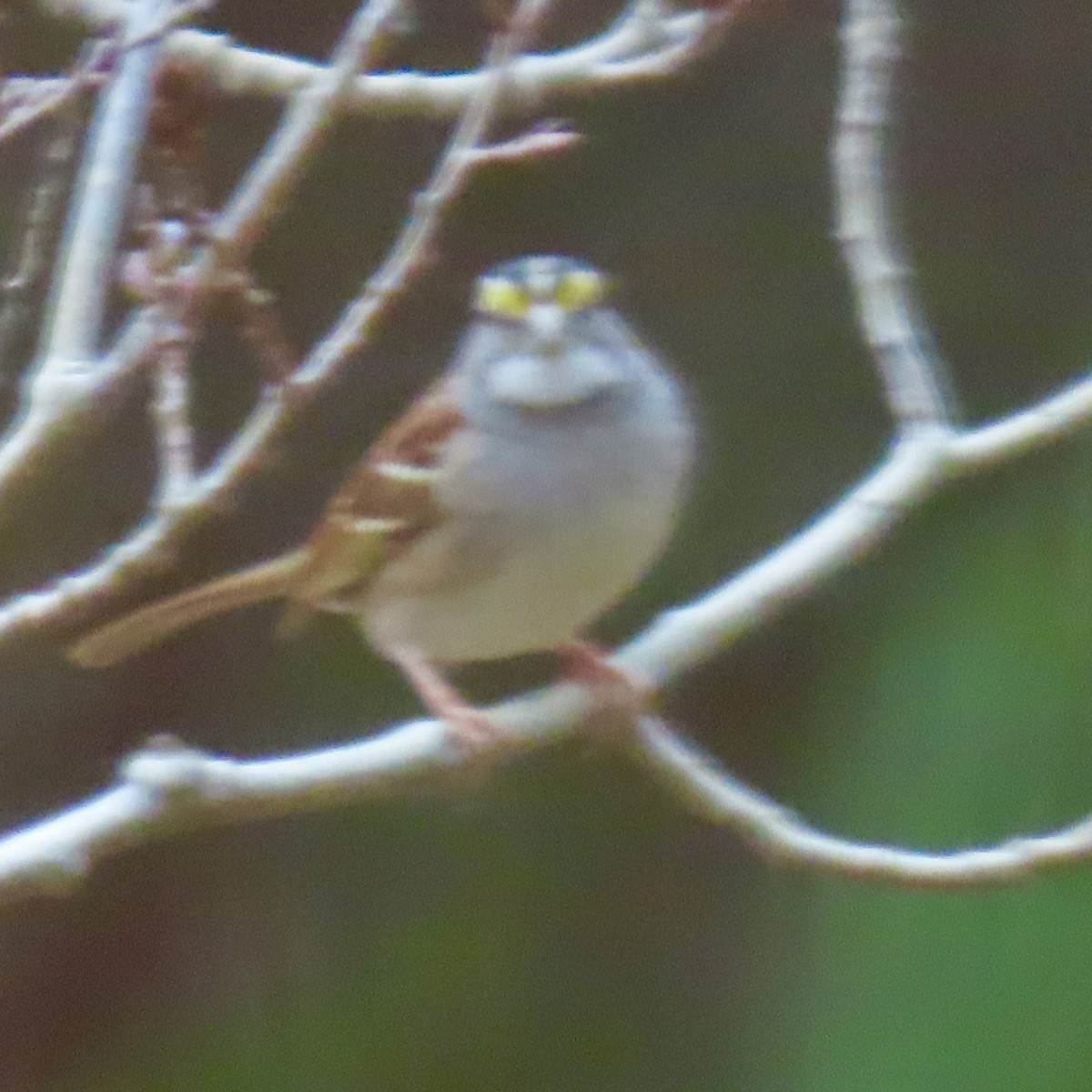 White-throated Sparrow - ML646660523