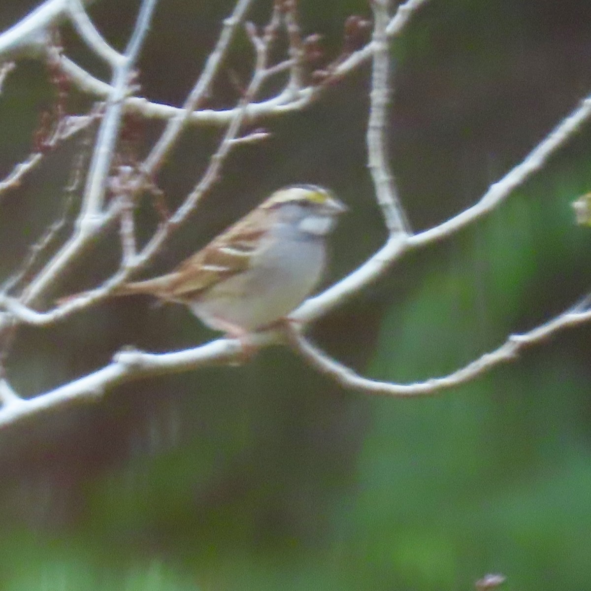 White-throated Sparrow - ML646660524