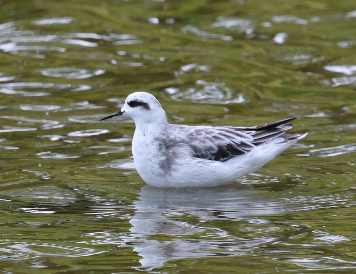 Red-necked Phalarope - ML646660525