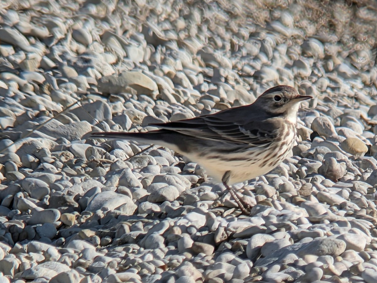 Щеврик американський - ML646660526