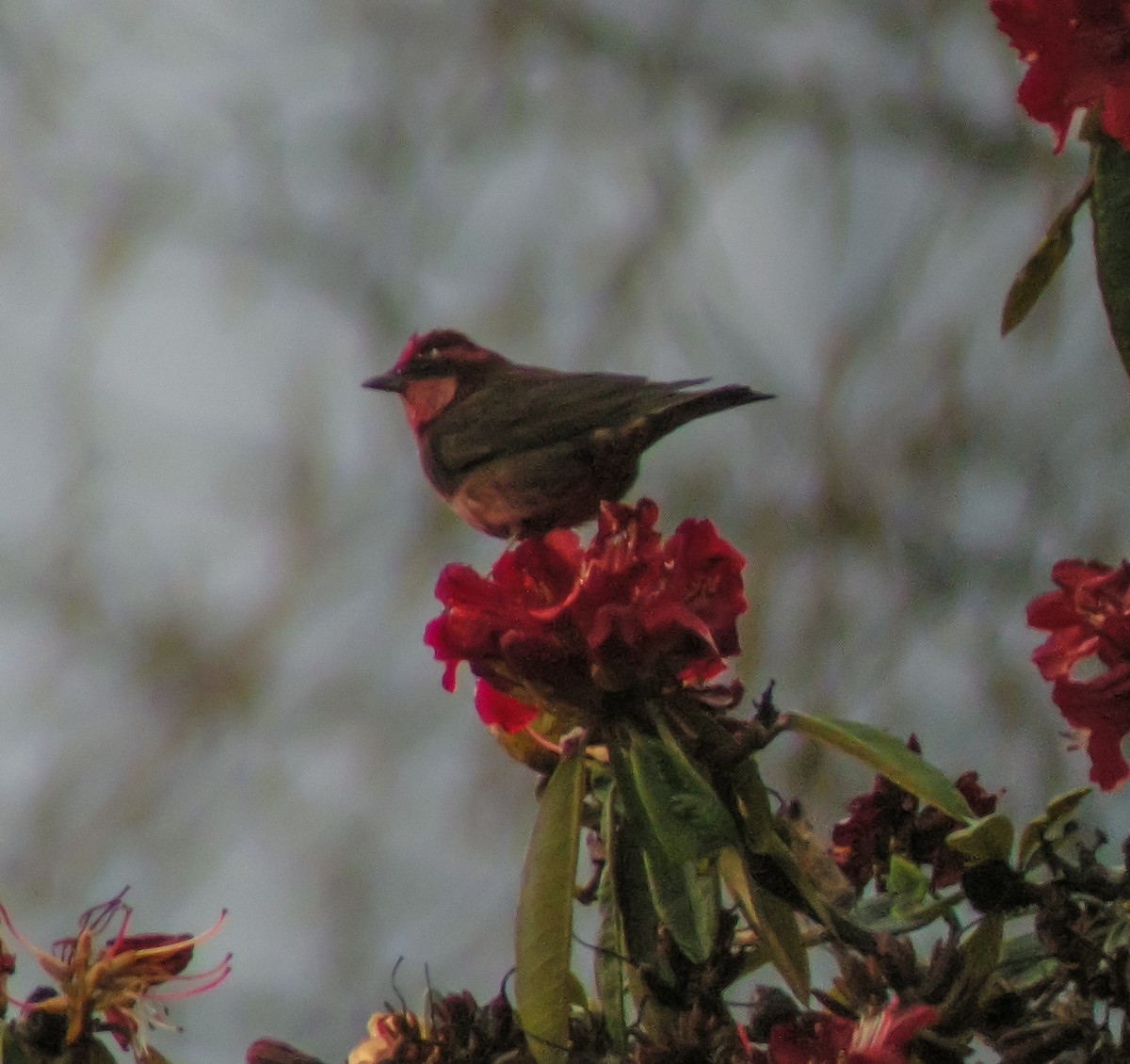 Dark-breasted Rosefinch - ML646660530