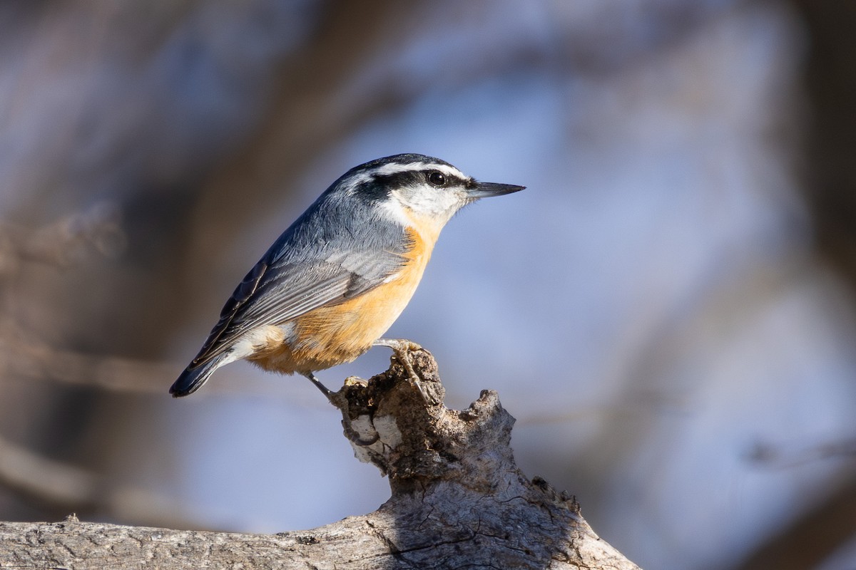 Red-breasted Nuthatch - ML646660531