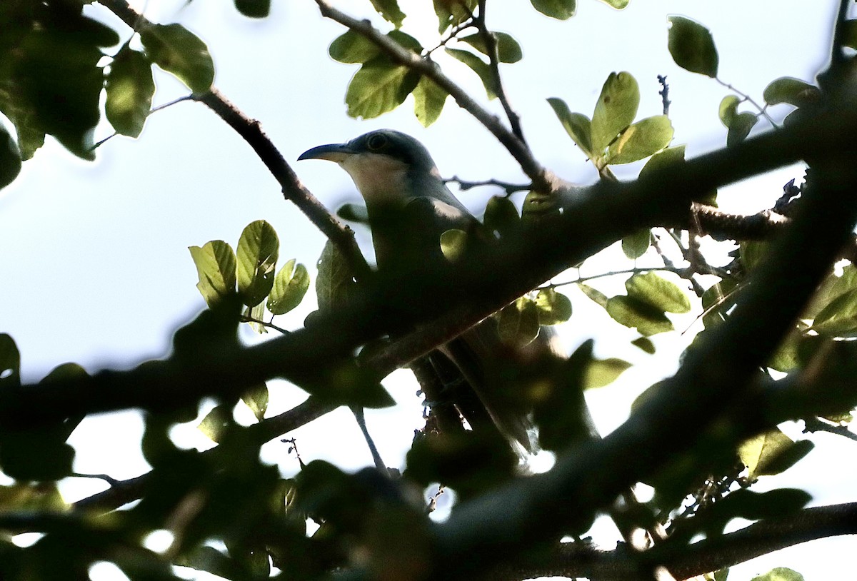 Мангровая пиайя - ML646660532