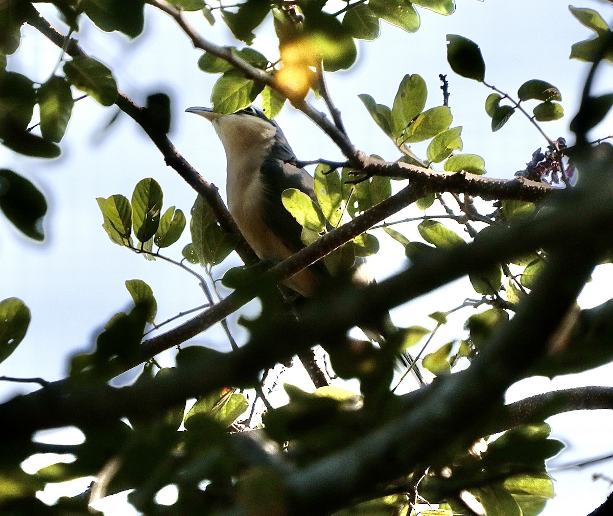 Мангровая пиайя - ML646660533