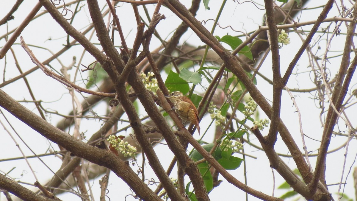 Streaked Xenops - ML646660535