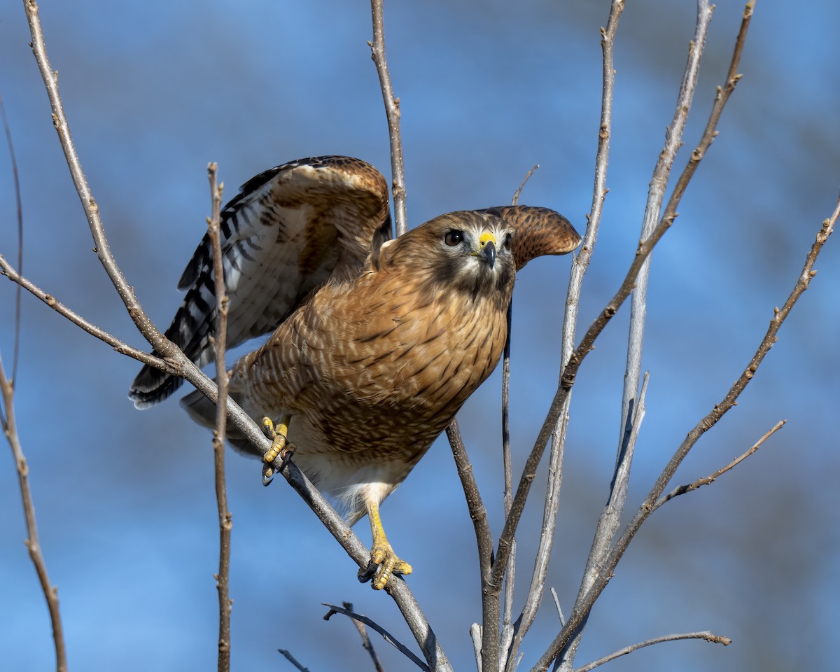 Красноплечий канюк - ML646660536