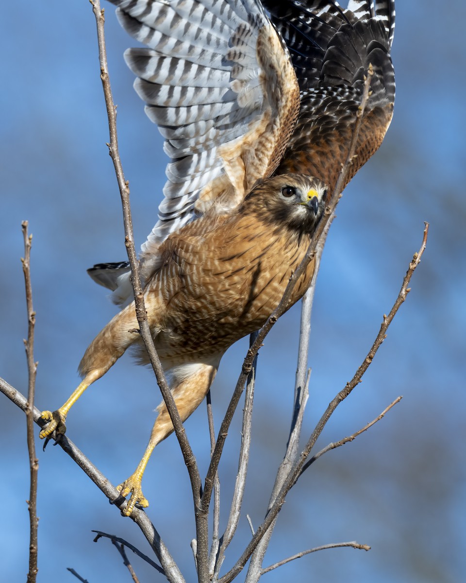 Красноплечий канюк - ML646660537