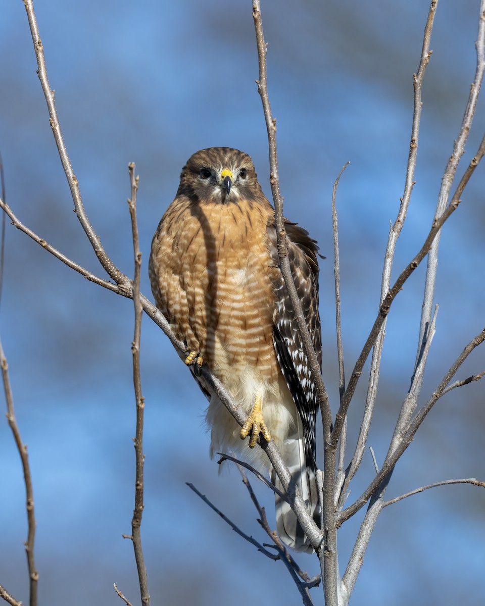 Красноплечий канюк - ML646660538