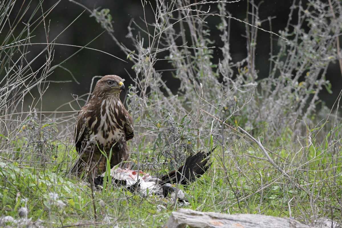 Common Buzzard - ML646660544