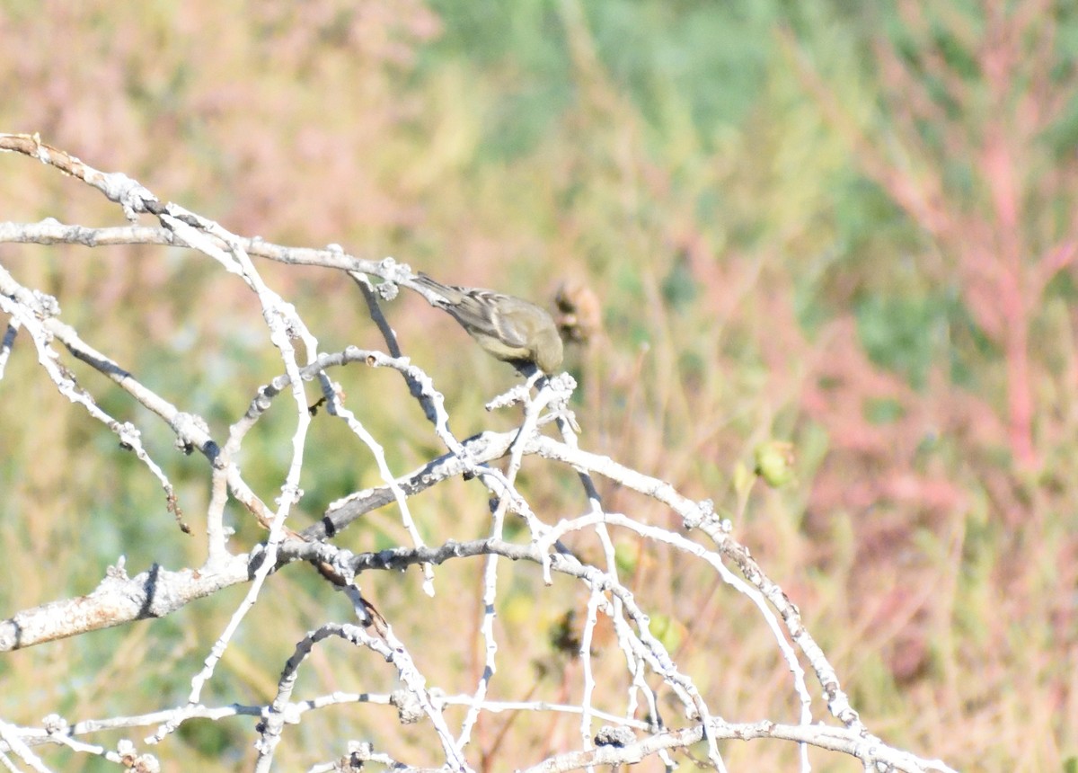 Chardonneret mineur - ML646660547