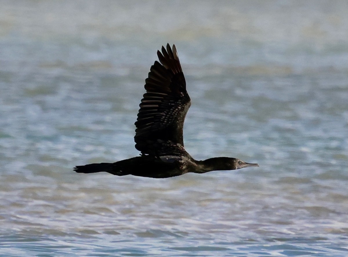 Little Black Cormorant - ML646660549