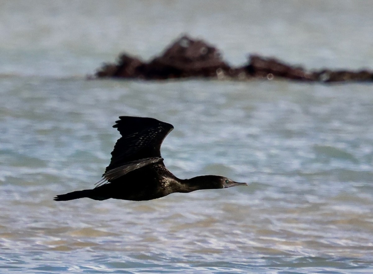 Little Black Cormorant - ML646660550