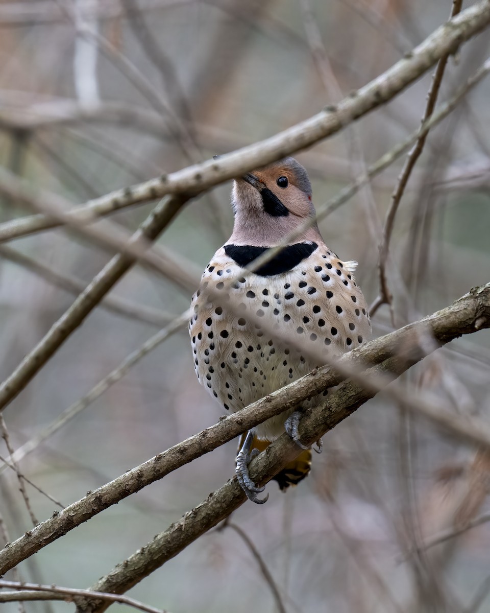 Шилоклювый дятел - ML646660551