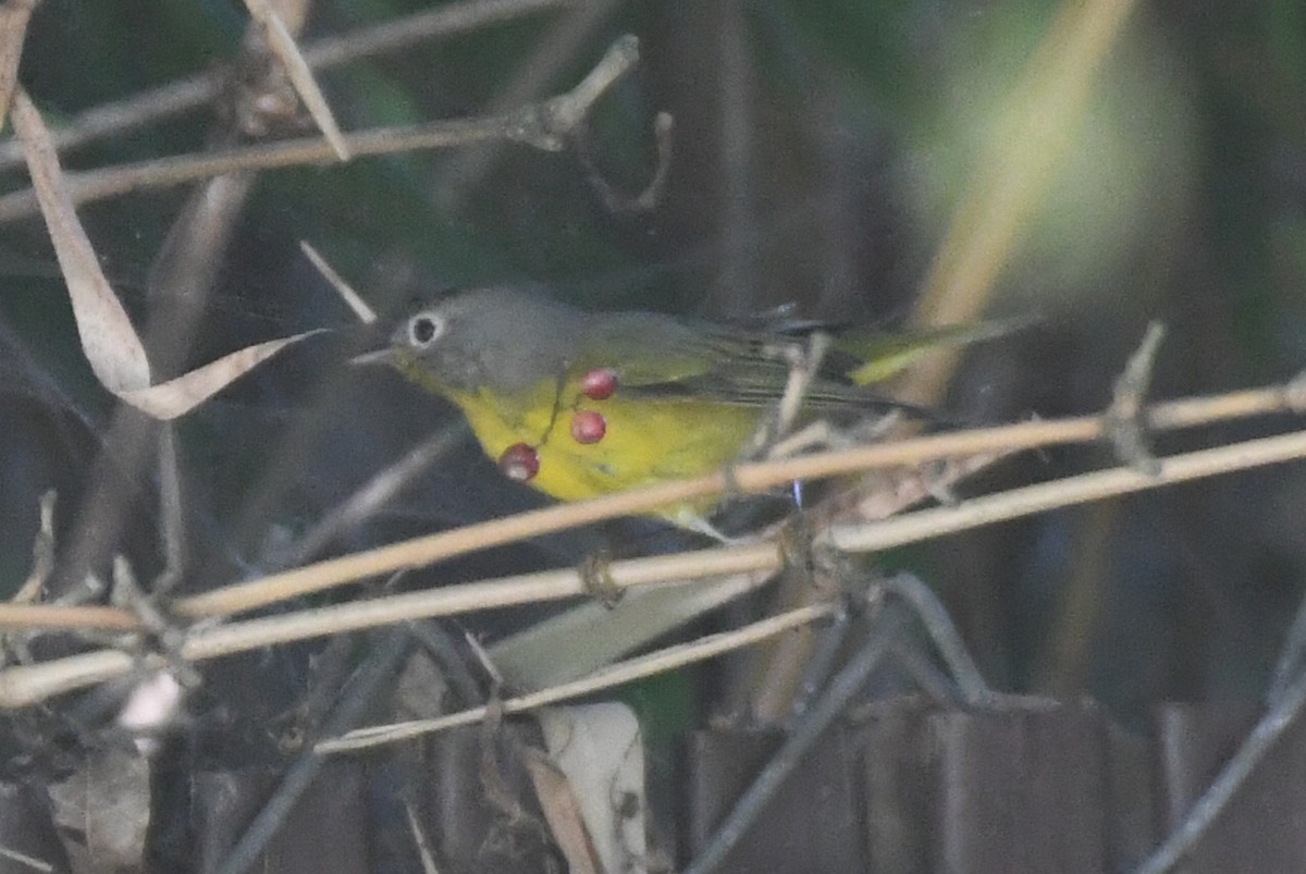 Nashville Warbler - ML646660554