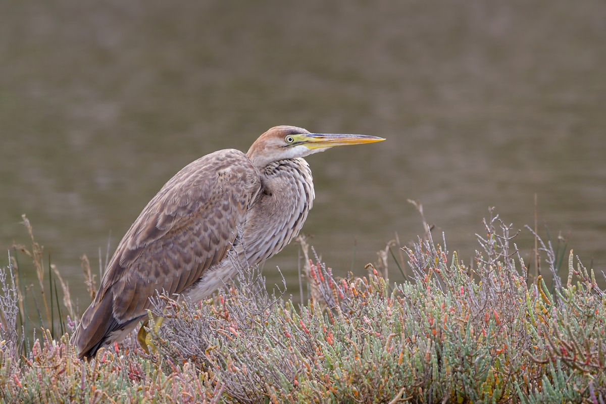 Erguvani Balıkçıl - ML646660555