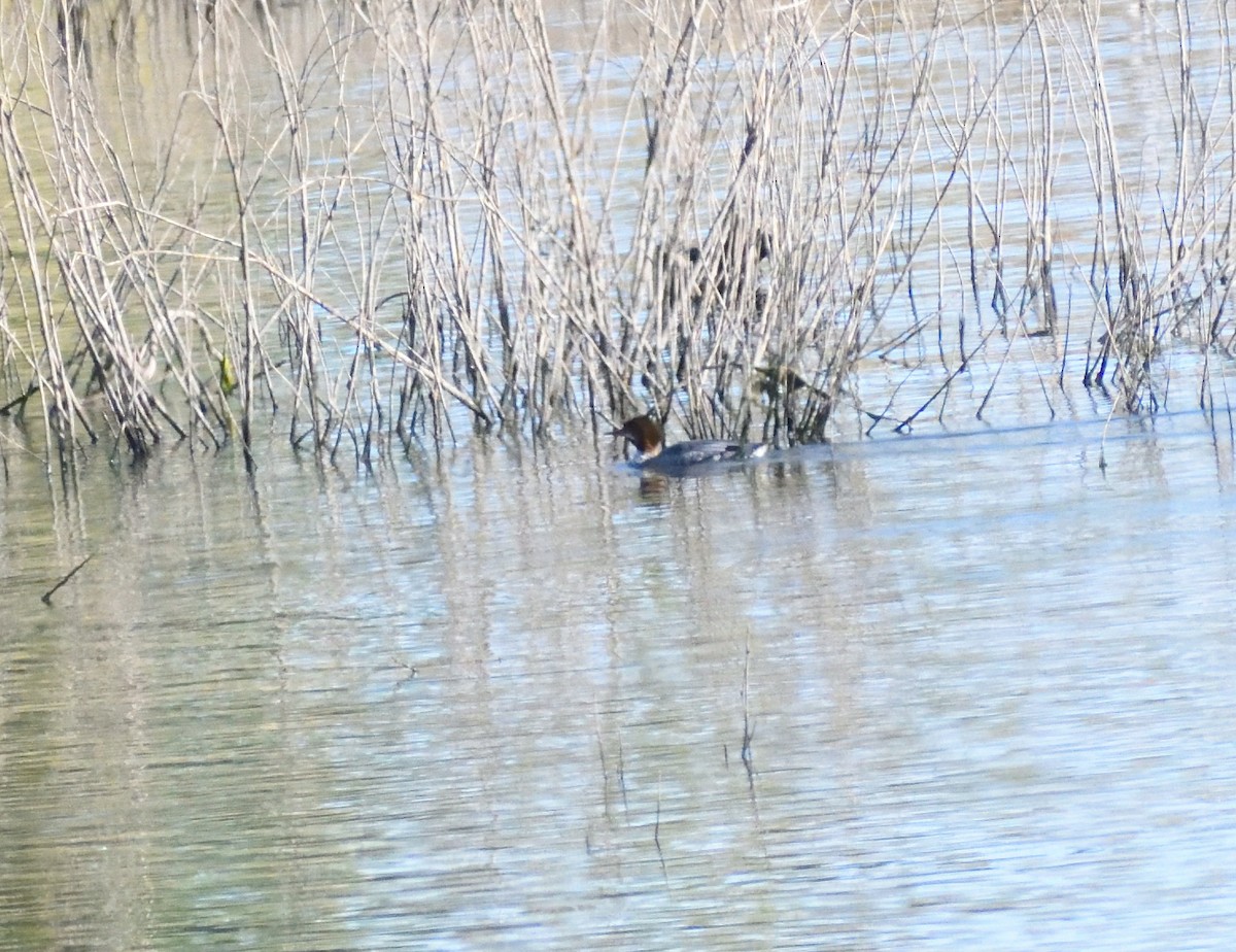 Grand Harle - ML646660560