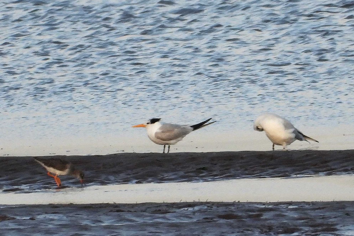 Lesser Crested Tern - ML646660561