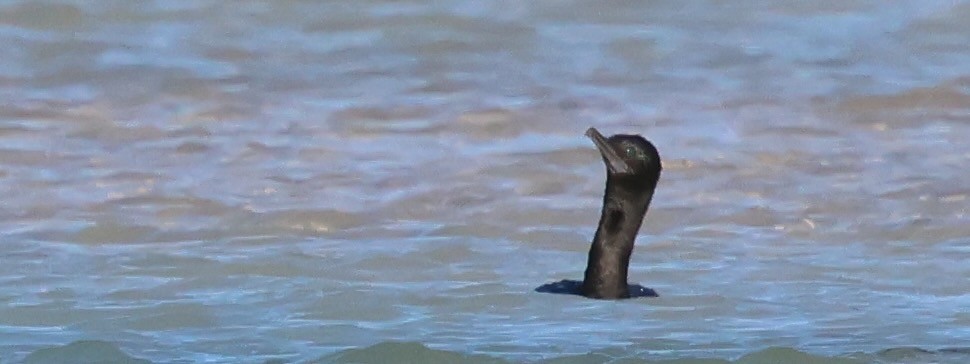 Little Black Cormorant - ML646660562