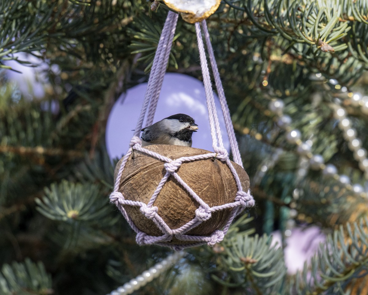 Каролинская гаичка - ML646660563