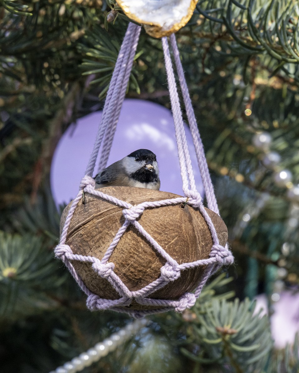 Каролинская гаичка - ML646660564