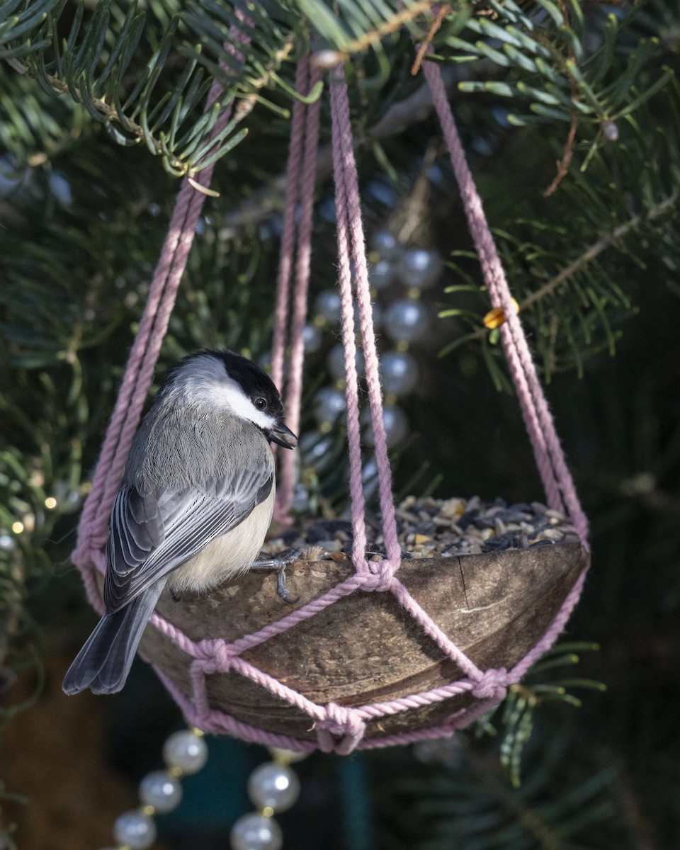 Каролинская гаичка - ML646660565