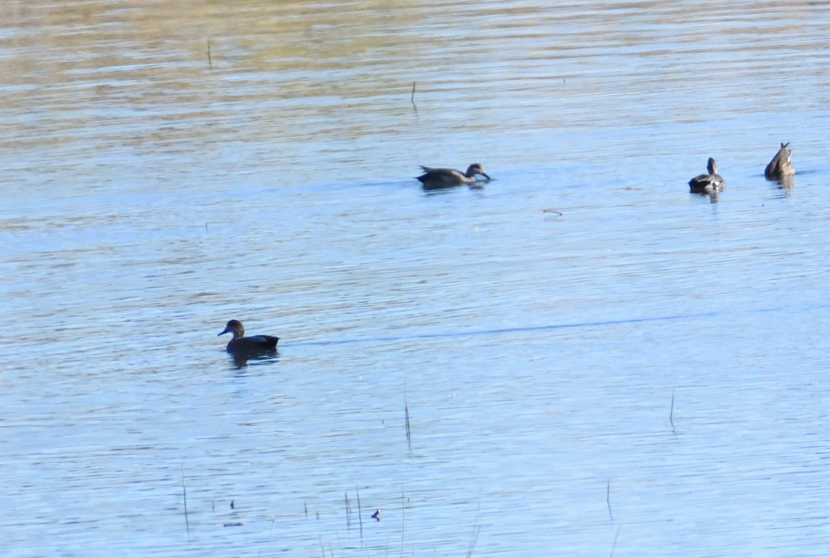 Canard chipeau - ML646660566