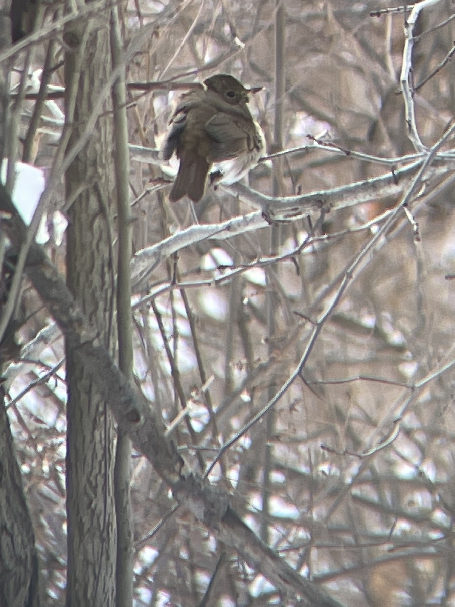 Hermit Thrush - ML646660569