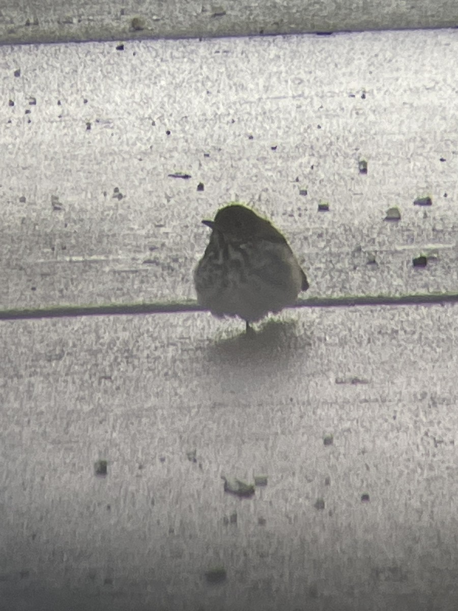 Hermit Thrush - ML646660570