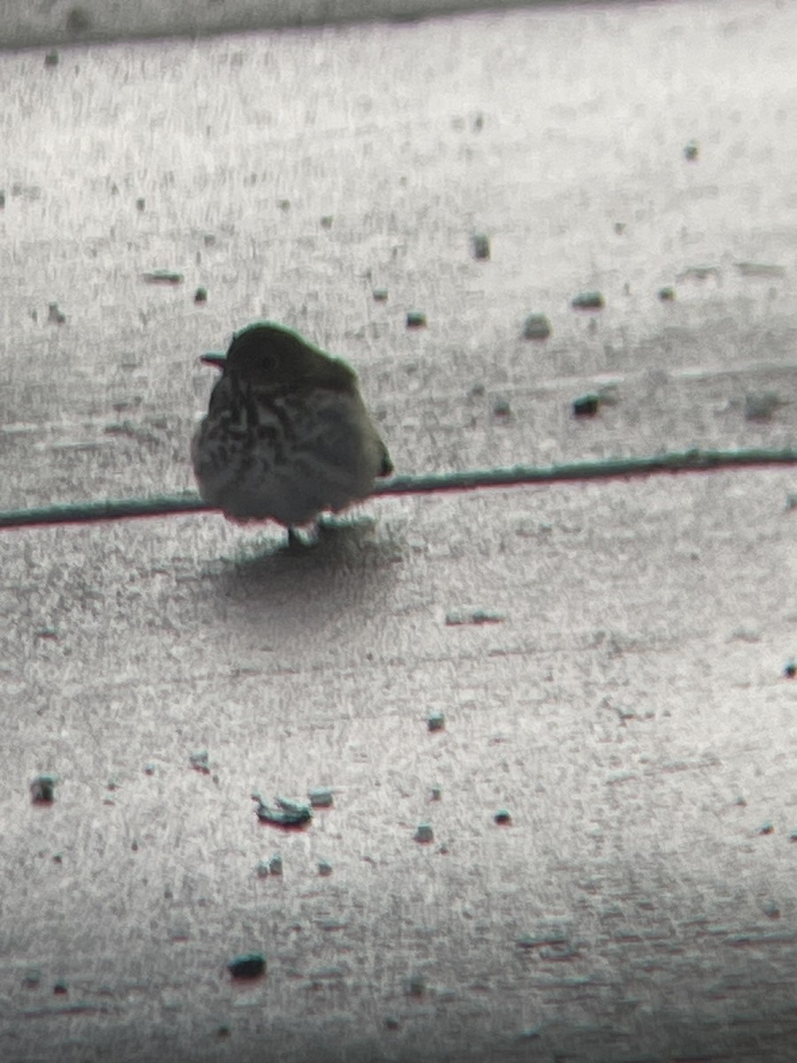 Hermit Thrush - ML646660571