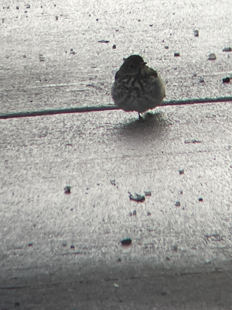 Hermit Thrush - ML646660572