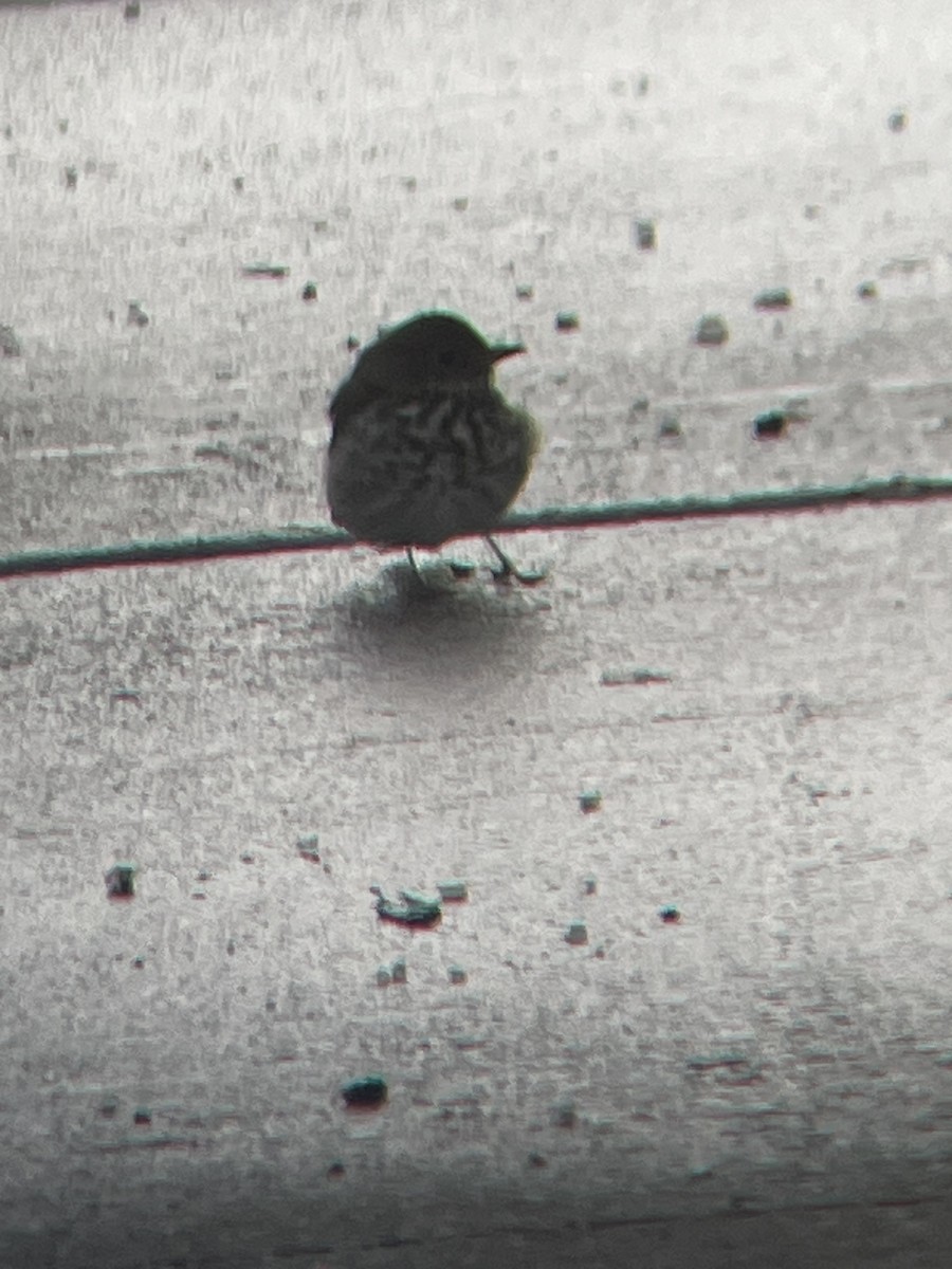 Hermit Thrush - ML646660573