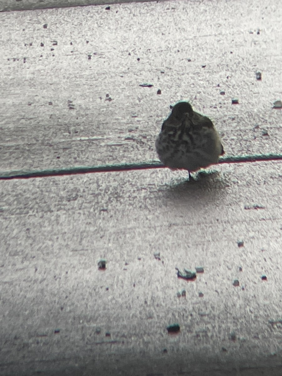 Hermit Thrush - ML646660574