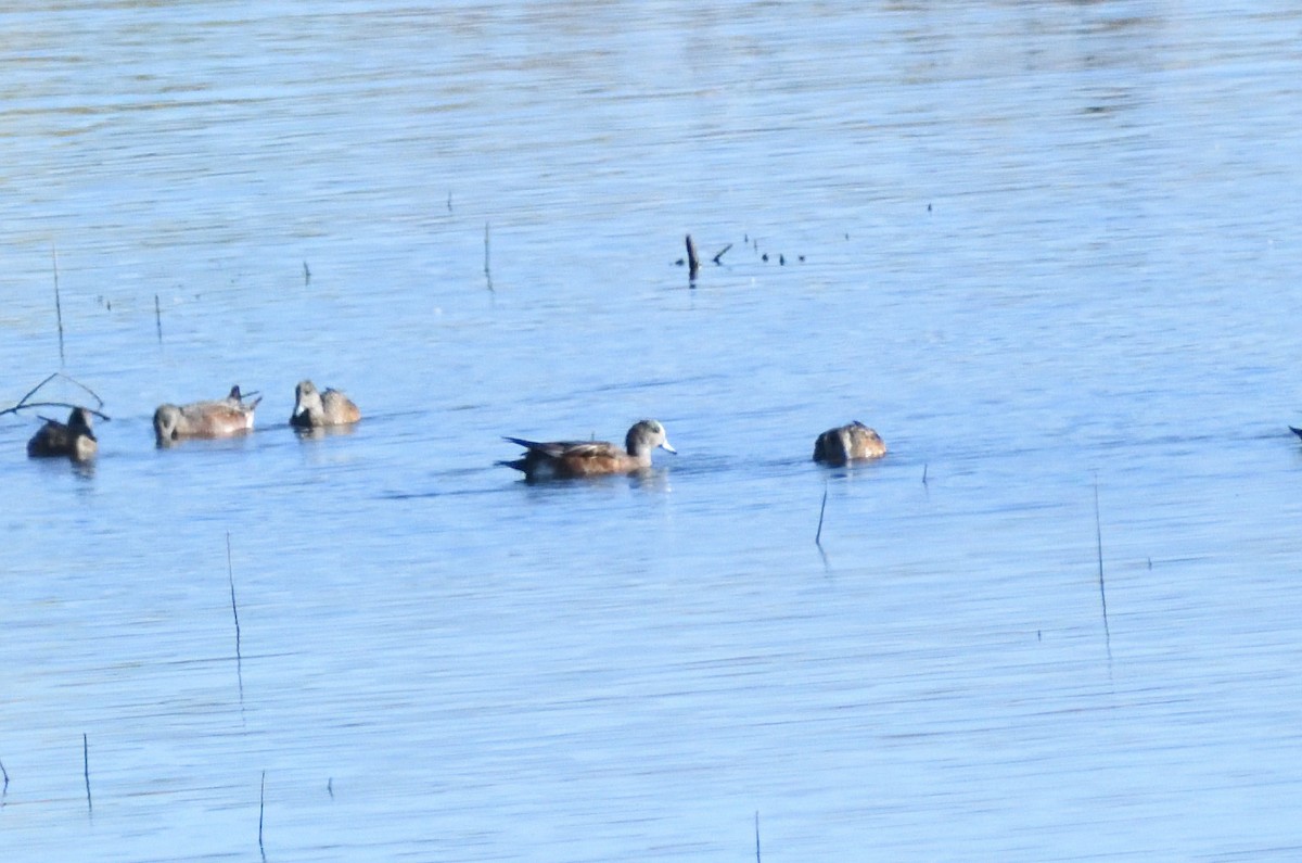 Canard d'Amérique - ML646660575