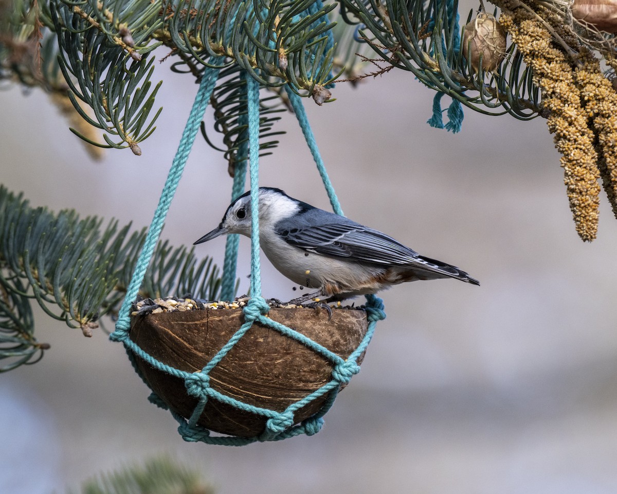 Каролинский поползень - ML646660576