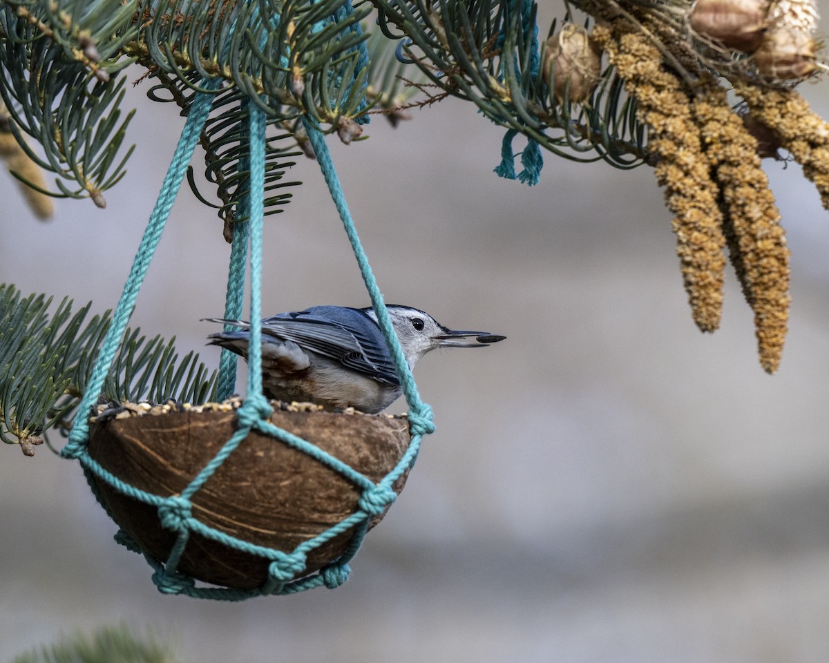 Каролинский поползень - ML646660577