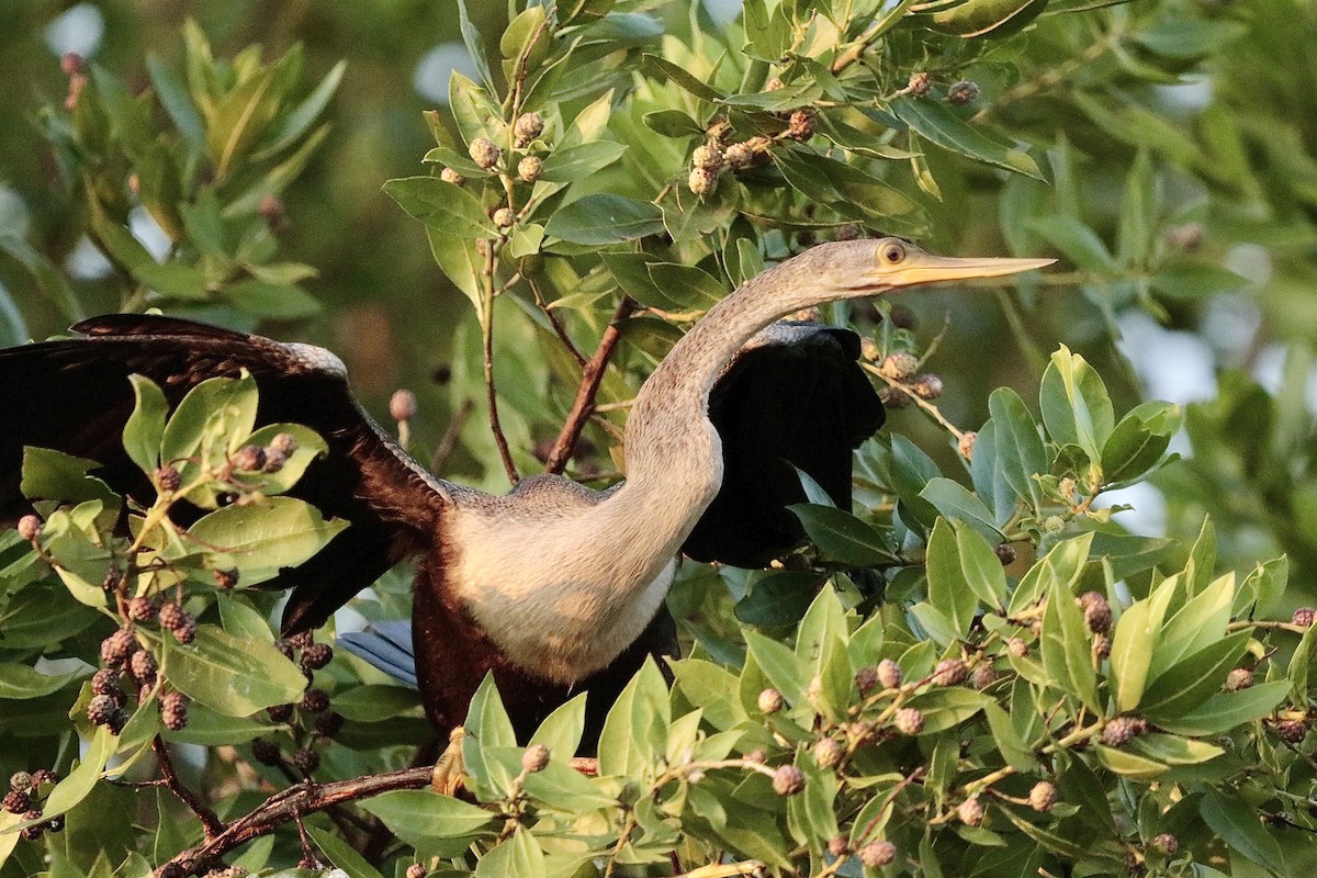 Anhinga - ML646660578
