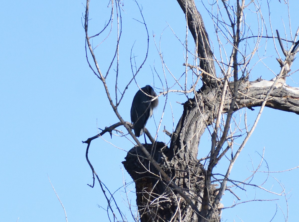Grand Héron (groupe herodias) - ML646660579