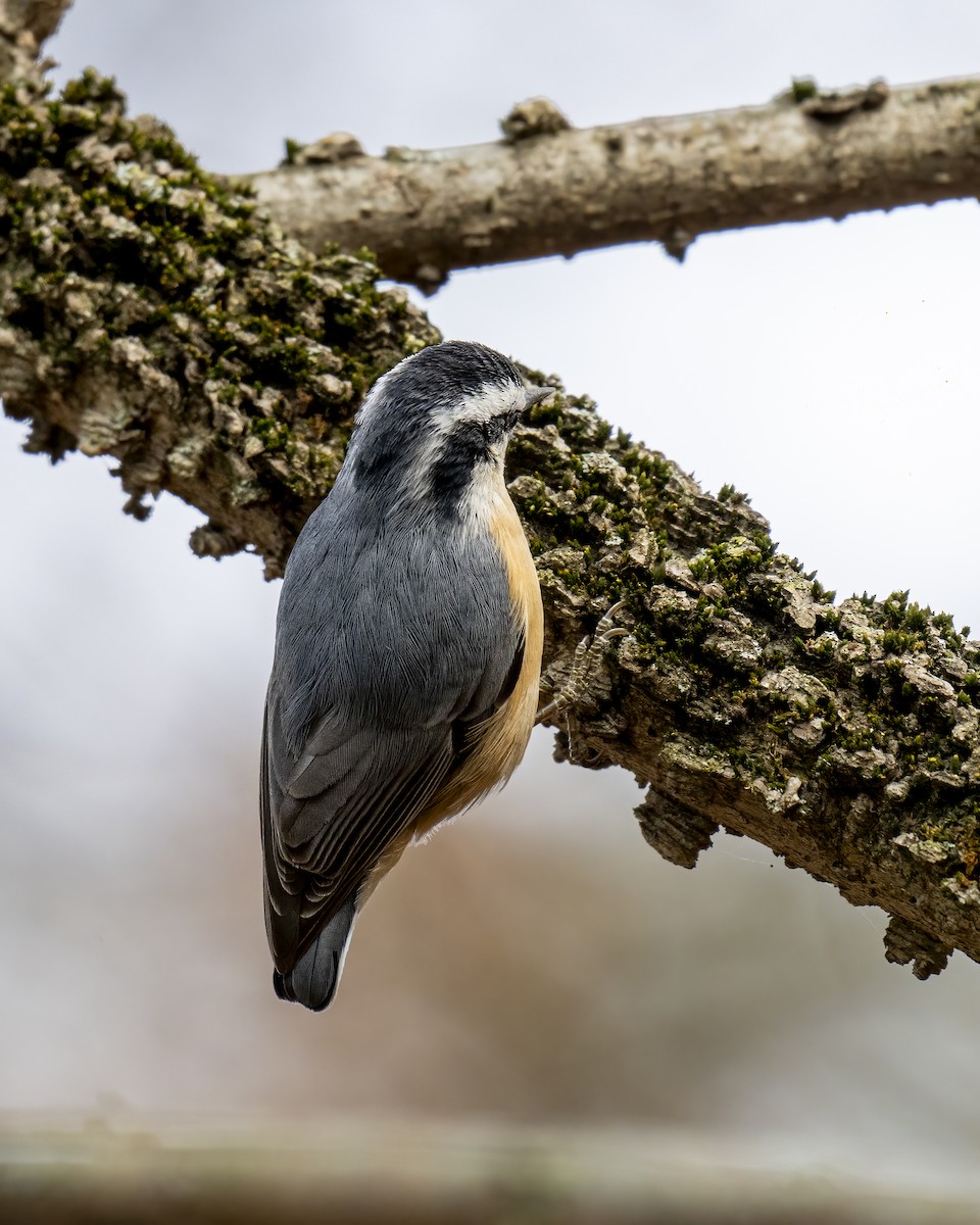 Канадский поползень - ML646660582