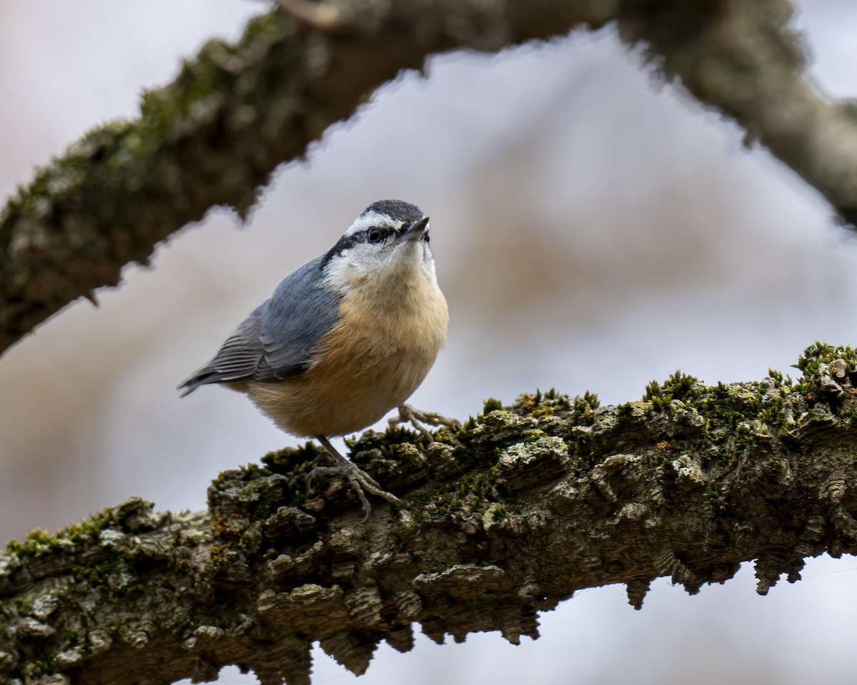 Канадский поползень - ML646660583
