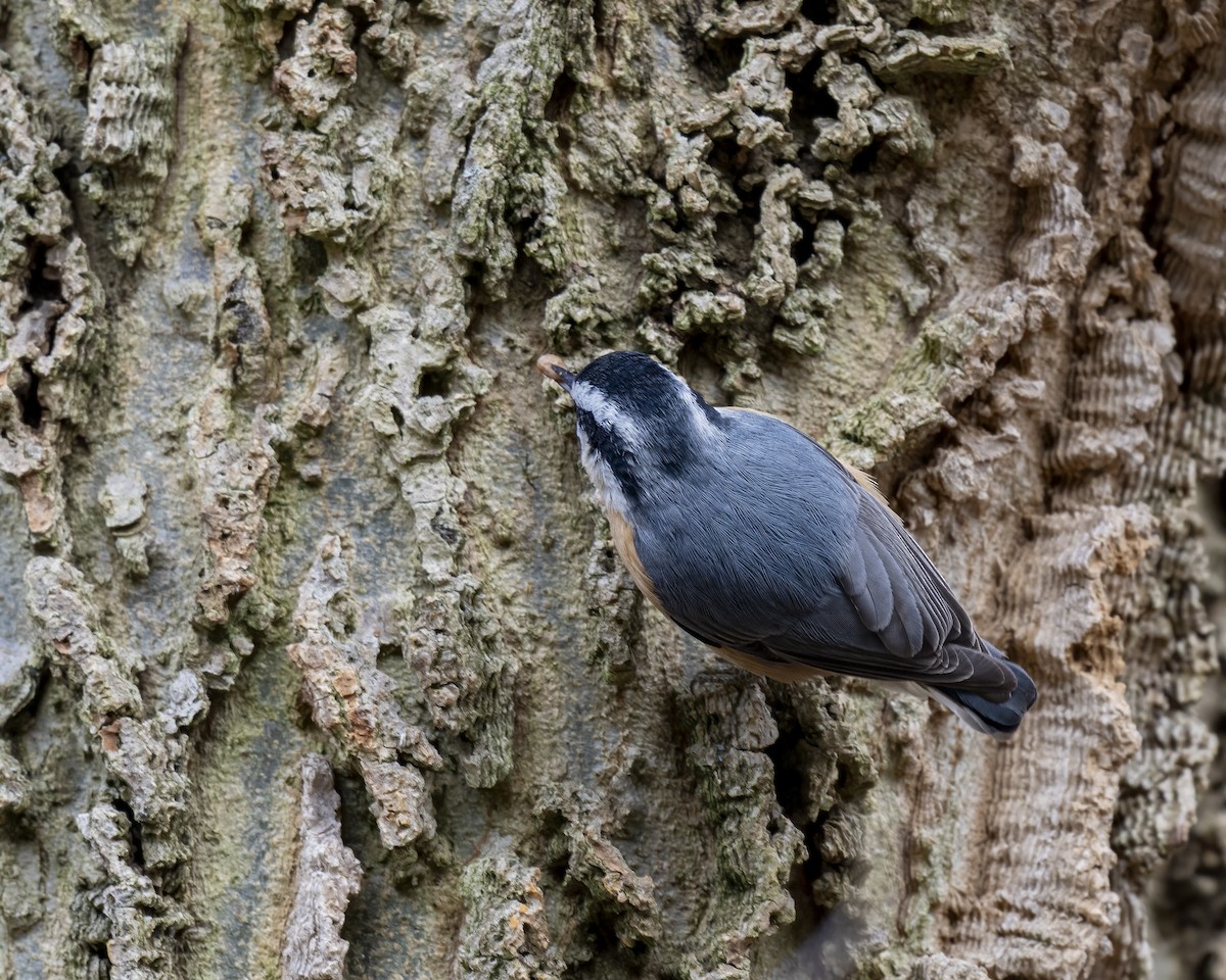 Канадский поползень - ML646660584