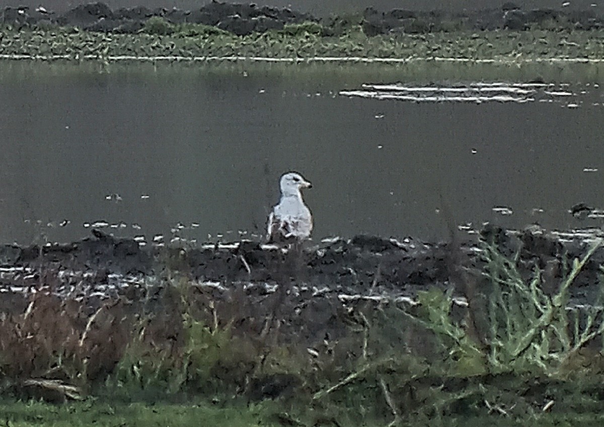 racek kroužkozobý - ML646660585