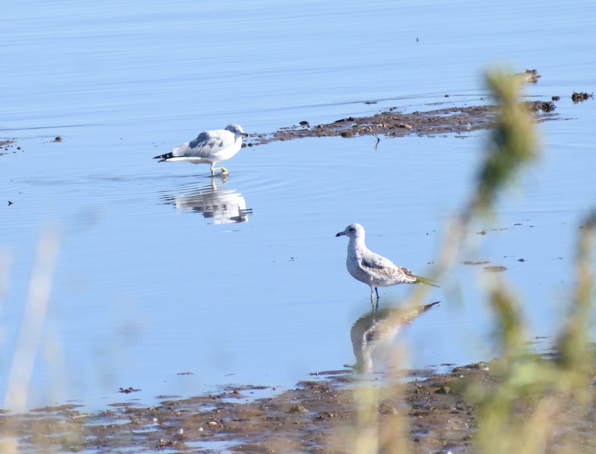 Goéland à bec cerclé - ML646660587