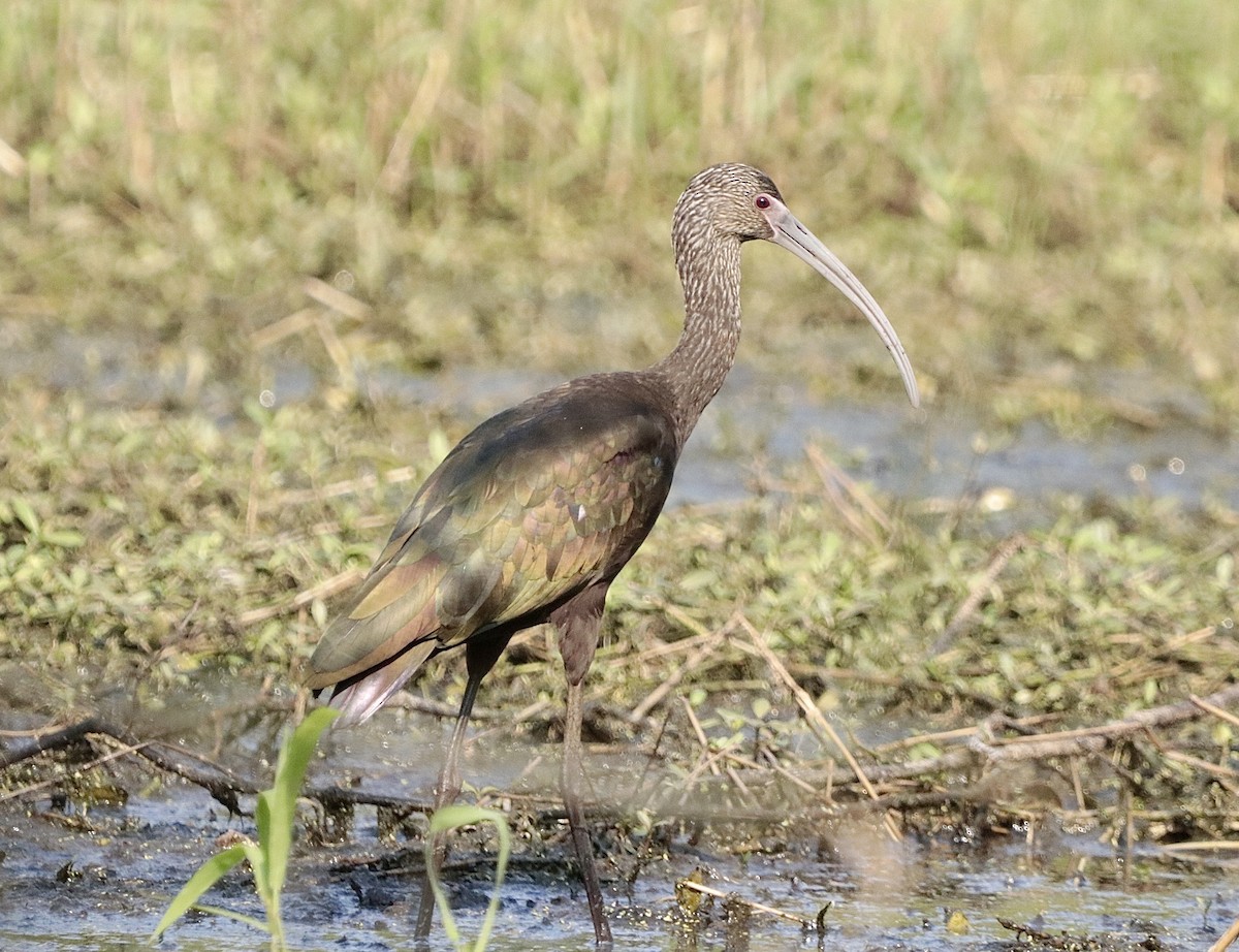 Beltzaran musuzuria - ML646660588