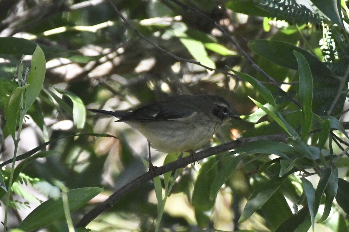 Black-throated Blue Warbler - ML646660589